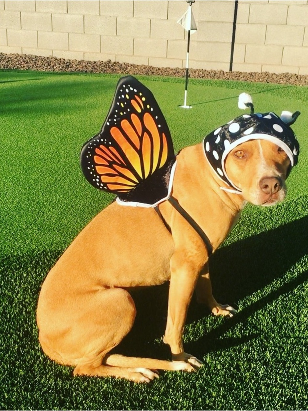 Butterfly Dog Costume Wings and Headpiece - Orange/Black